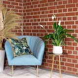 thumbnail of Einblatt mit 3-5 Blüten/Knospen - Luftreinigendes Spathiphyllum - ca. 45 cm hoch, Topf-Ø 13 cm