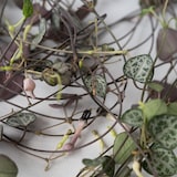 thumbnail of Ceropegia linearis Woodii - Leuchterblume Höhe 20-30cm