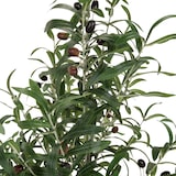 thumbnail of Kunstpflanze / Kunstbaum OLIVE Kunststoff grün 120 cm hjh OFFICE