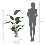 thumbnail of Kunstplant STRELITZIA Groen hjh OFFICE
