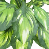 thumbnail of LIGNE DECO Dieffenbachia camilla artificiel toucher naturel 65cm