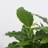 thumbnail of Areca, Chamaedorea, Coffea, Musa - Trendige Zimmerpflanzenmischung 4er Set Höhe 25-40cm