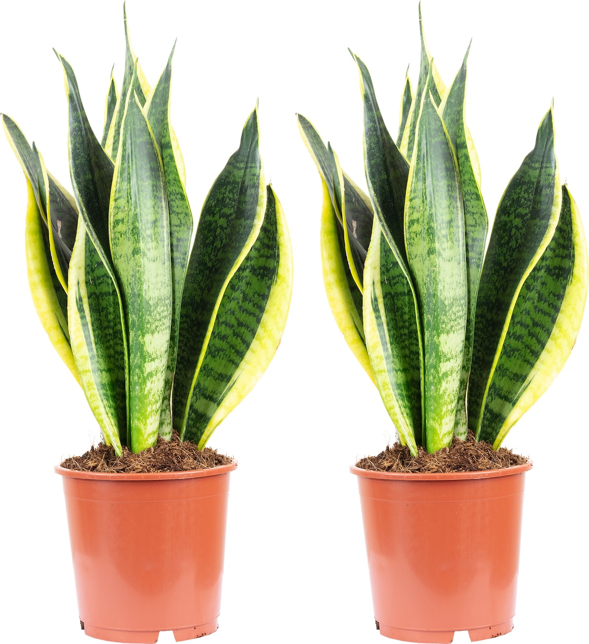 2er-Set Bogenhanf - Sansevieria trifasciata Laurentii - Höhe ca. 45 cm, Topf-Ø 14 cm