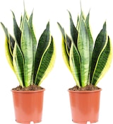 thumbnail of 2er-Set Bogenhanf - Sansevieria trifasciata Laurentii - Höhe ca. 45 cm, Topf-Ø 14 cm