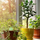 thumbnail of Relaxdays Tonkegel Bewässerung, 4er Set, je 100 ml Volumen, Gießkugel für Zimmerpflanzen & Balkonkästen, grün/terrakotta