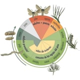 thumbnail of Remi Hogar Collar Oruga Procesionaria del Pino | Ecológico y Reutilizable | Trampa para procesionaria del Pino Procerex