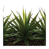 thumbnail of Atmosphera - Centro De Mesa - 3 Aloe Vera - Altura 17 Cm