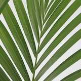 thumbnail of Kentia Palme - Howea forsteriana Höhe 150-170cm