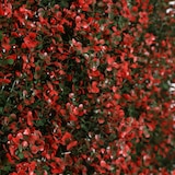 thumbnail of Jardim vertical artificial Grosella | Naturing Monde - 1x1M - Para interior e exterior  - Material 100% HDPE de alta qualidade