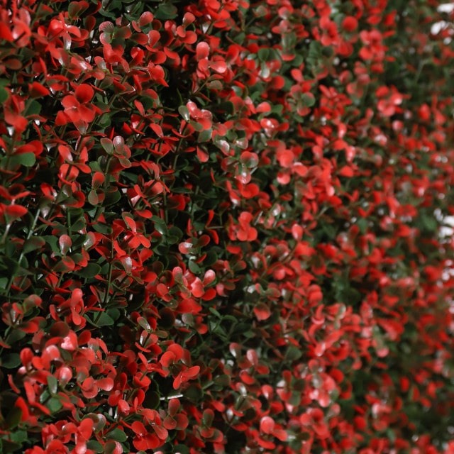 mobile_image
