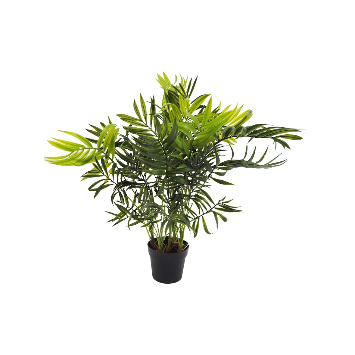 Planta Palma Enana Chamerox 53 cm