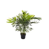 thumbnail of Planta Palma Enana Chamerox 53 cm