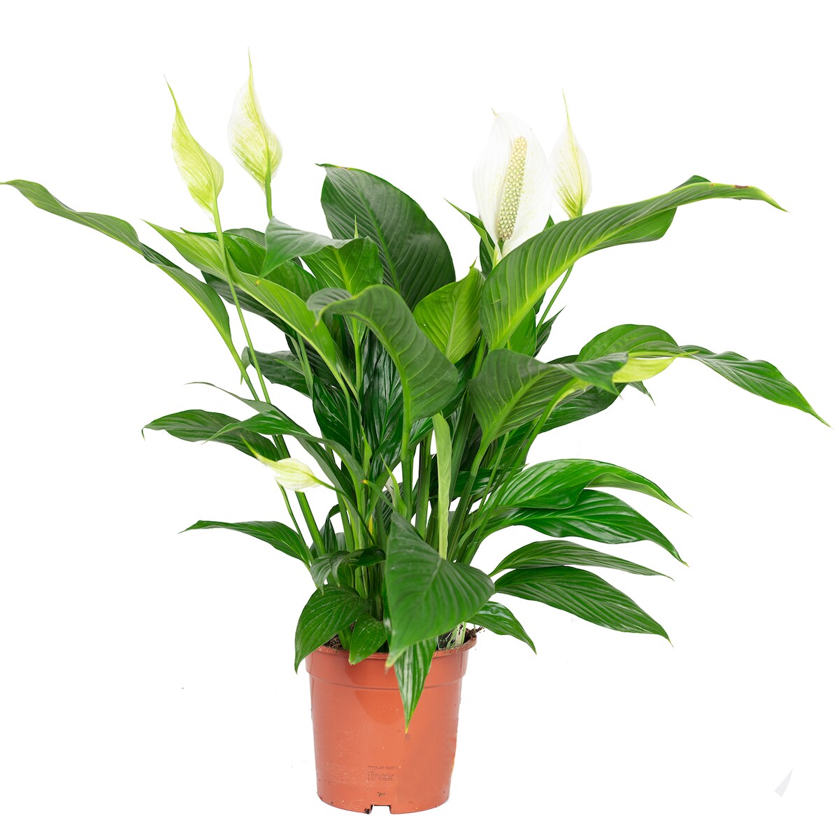 Flowerbox Einblatt - Spathiphyllum Lauretta - Höhe ca. 70cm, Topf-Ø 19 cm
