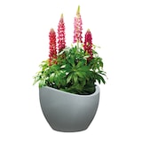 thumbnail of Scheurich Wave Globe 30, bac à plantes/pot à fleurs, cylindrique, coloris: Stony Grey, fabriqué avec du plastique recyclé, pour l’extérieur