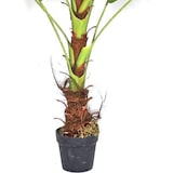 thumbnail of NATURN LIVING Sagopalme aus Kunststoff - ø 60 x 142,5 cm - Wartungsfreie Cycas Revoluta - Kunstpflanze - Grün