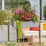 thumbnail of LECHUZA BALCONERA Indoor/Outdoor Topfpflanzer Freistehend Polypropylen (PP) Grau
