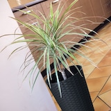 thumbnail of Polyrattan Pflanztopf 57,5x30cm Blumentopf Pflanzkübel Übertopf Blumenkübel