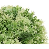 thumbnail of Planta Artificial Con Maceta De Plastico Modelos Surtidos 800297