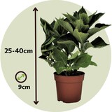 thumbnail of Hortensia - Hydrangea macrophylla Early Blue Set van 3 Hoogte 25-40cm