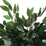 thumbnail of Atmosphera - Ficus artificial en maceta Altura 120