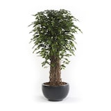thumbnail of Árbol ficus DELUXE multi tronco natural. 180 cm.