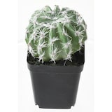 thumbnail of VERT ESPACE plante artificielle succulentes assortiment 12 pieces 20 cm
