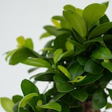 thumbnail of Bonsaï - Ficus microcarpa Ginseng Set de 2 Hauteur 30-40cm