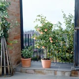 thumbnail of Trio Apfelbaum - 3 Apfelsorten an 1 Baum Höhe 60-70cm