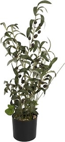 EUROPALMS Olivenbumchen, Kunstpflanze, 104 cm | METRO