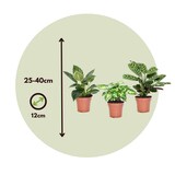 thumbnail of Plantes d'interieur - Mélange de 3 Hauteur 25-40cm