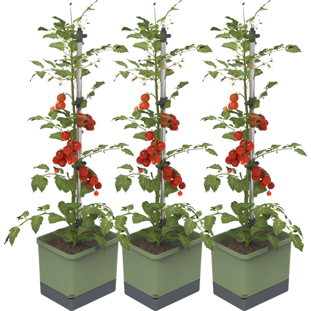 Gusta Garden TOM TOMATO set van 3 donkergroen
