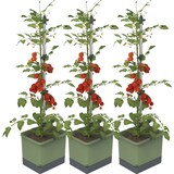 thumbnail of Gusta Garden TOM TOMATO set van 3 donkergroen