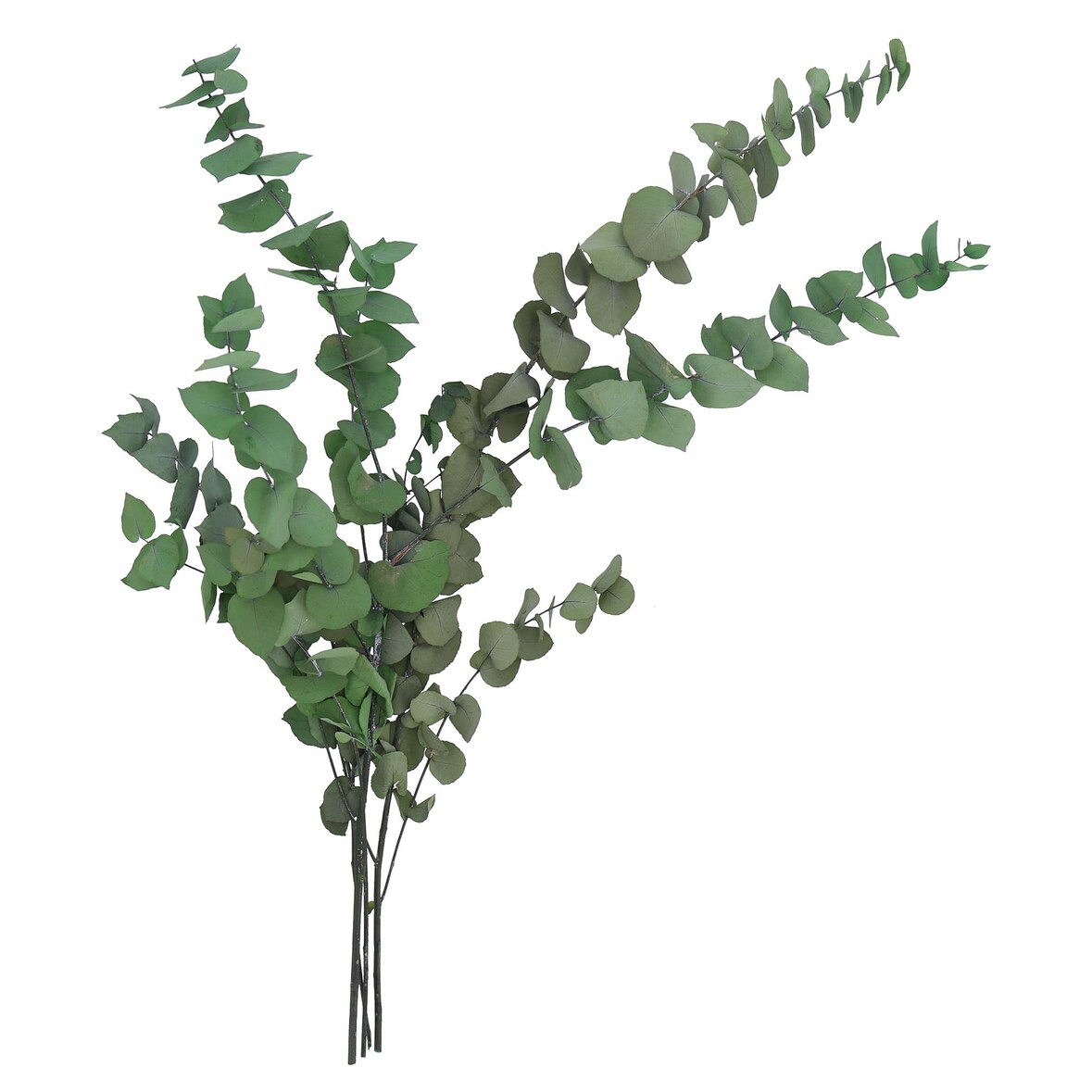 VOSTEEN 4 Stück Eukalyptuszweige - konservierte Trockenblumen für Tischdeko, Hochzeitsdeko & Events - natürliche, langlebige Dekoration