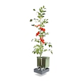 thumbnail of Gusta Garden TOM TOMATO 3er-Set, hellgrau