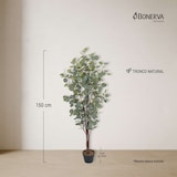 thumbnail of Bonerva | Eucalipto Nature 150 cm Altura | Planta artificial con Tronco natural | Ideal para decorar interiores: hogares, negocios y hoteles