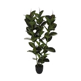 thumbnail of Atmosphera - Künstliche Ficus robusta-Pflanze 40x40x120cm