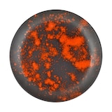 thumbnail of Paquet 6 Assiettes, 27,5cm, Ox, Orange