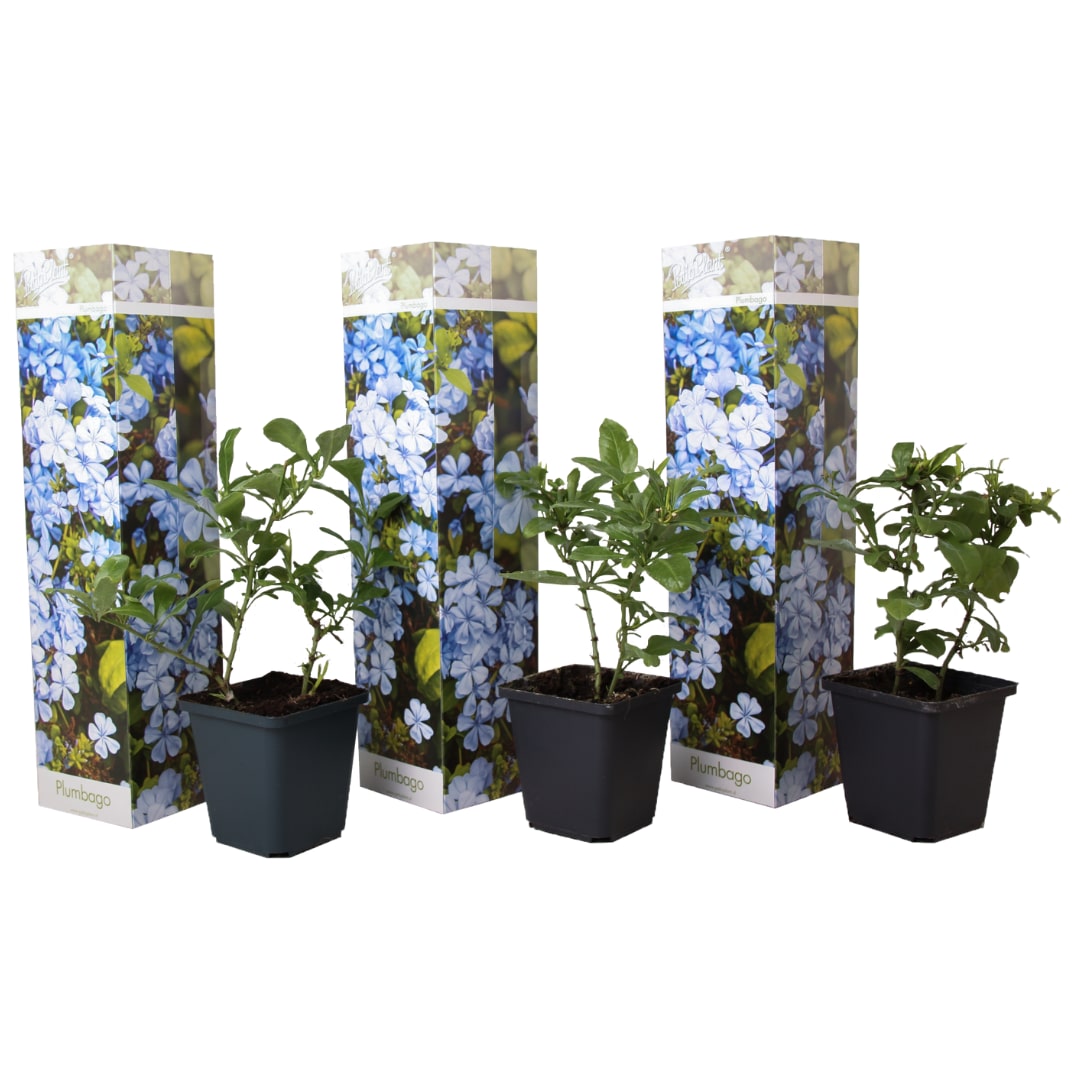 Bleiwurz - Plumbago auriculata 3er Set Höhe 25-40cm