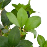 thumbnail of vidaXL Künstliche Pflanze Lorbeerbaum mit Topf Grün 90 cm