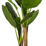 thumbnail of NATURN LIVING Zimmerpflanze Musa – ø 45 x 160 cm – Bananenpflanze aus Kunststoff – Kunstpflanze – Allergikerfreundliche Pflanze – Grün