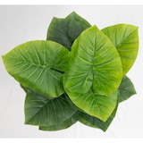 thumbnail of Planta de interior-exterior de imitación Philodendron