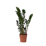 thumbnail of Glücksfeder - Zamioculcas Zamiifolia Höhe 55-65cm