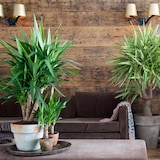 thumbnail of Palmier Yucca - Yucca Elephantipes Set de 3 Hauteur 50-60cm