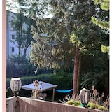 thumbnail of TIPTOP Glasreiniger Hochkonzentrat  1L ergibt bis zu 400 L Glasreiniger