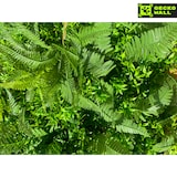 thumbnail of BALI | Paneles Pared Selva Artificial | Plantas Artificiales Montaje en Pared Selva Tropical | Paneles Pared Hostelería Peluquería Interior Exterior