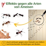 thumbnail of Ameisen Falle mit Pheromon-Lockstoff: 10