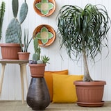 thumbnail of Vaso Terra Tondo 70 cm per Fiori Piante con Sottovaso 122 Litri Plastica Color Terracotta, con Fori di Drenaggio, Resistente agli UV, Made in Italy