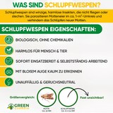 thumbnail of Schlupfwespen gegen Lebensmittelmotten: 3x Lieferungen zur Vollbehandlung / 12