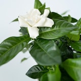 thumbnail of Kaapse Jasmijn - Gardenia Jasminoides Hoogte 20-30cm