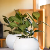 thumbnail of WellHome - Blumentopf Modell "Omega Collection", Ø48x42cm, Farbe Anthrazit